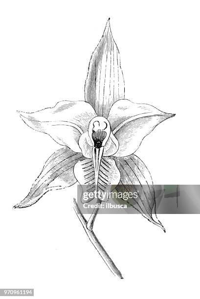 botany plants antique engraving illustration: laelia albida - laelia stock illustrations