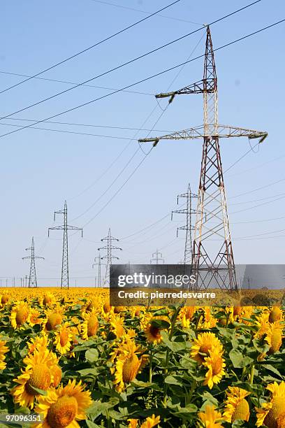pylônes électriques et champ de tournesol - haut lieu touristique national photos et images de collection