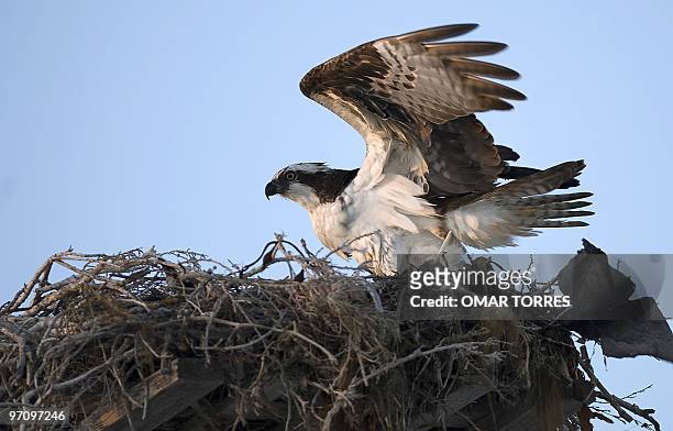 An Osprey , also known as a sea hawk, spreads its wings at its nest at dried ponds where the Exportadora de Sal company extracts salt in Guerrero...