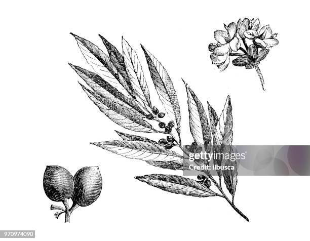 illustrations, cliparts, dessins animés et icônes de plantes de botanique antique illustration de gravure : laurus nobilis, baies de laurier, laurier, la baie - laurier