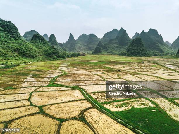 rice fields scenery, guilin, china - yangshuo imagens e fotografias de stock