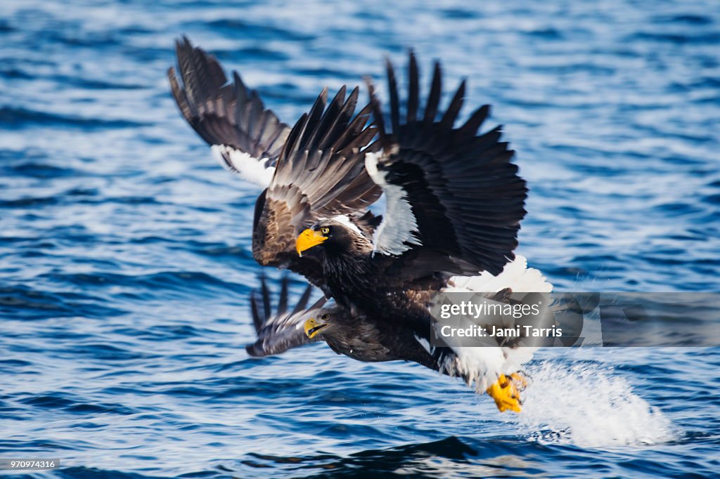 Two Steller's sea eagles collide while an attempt fishing