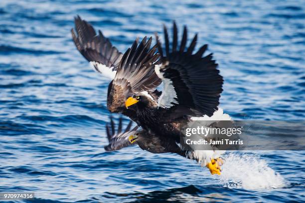 two steller's sea eagles collide while an attempt fishing - rausu imagens e fotografias de stock