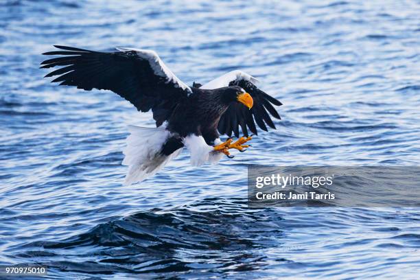 a steller's sea eagle fishing - rausu stockfoto's en -beelden