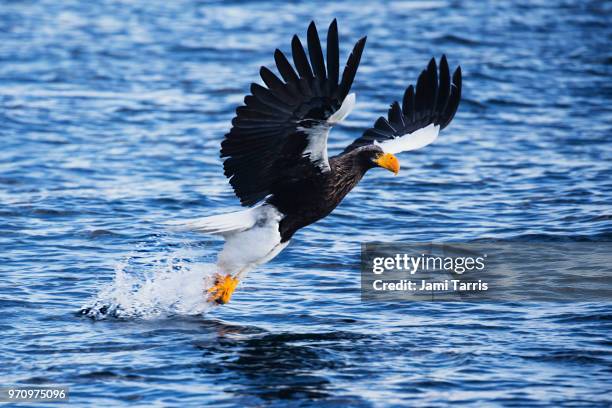 a steller's sea eagle fishing - rausu imagens e fotografias de stock