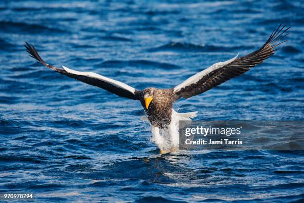 a steller's sea eagle fishing - rausu stockfoto's en -beelden