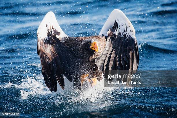 a steller's sea eagle crashing into the ocean after attemtping to catch a fish - rausu stockfoto's en -beelden