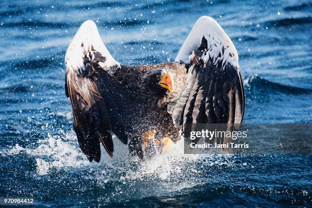 a steller's sea eagle crashing into the ocean after attemtping to catch a fish - rausu imagens e fotografias de stock