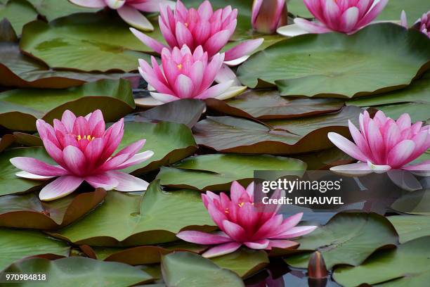 water lilies france - fiore di loto foto e immagini stock