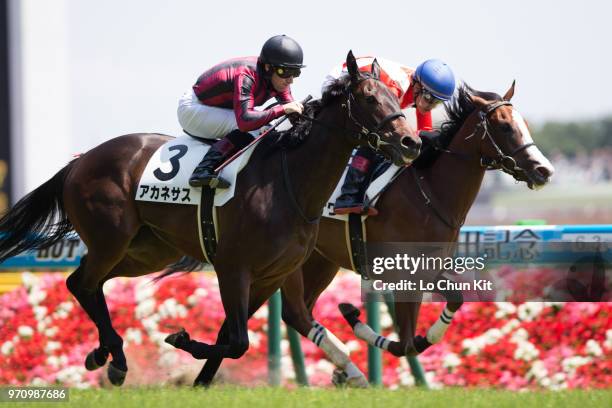 Jockey Mirco Demuro riding Akanesasu wins the Race 6 at Tokyo Racecourse on June 3, 2018 in Tokyo, Japan.