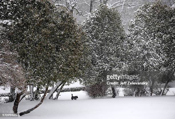 Dog plays in Memorial Park on February 26, 2010 in Maplewood, New Jersey. Over a foot of powdery, drifting snow fell overnight, closing area schools...