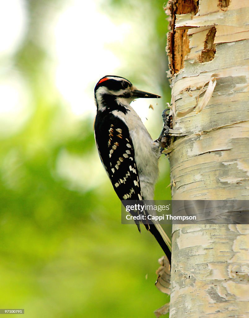 Hairy Woodpecker