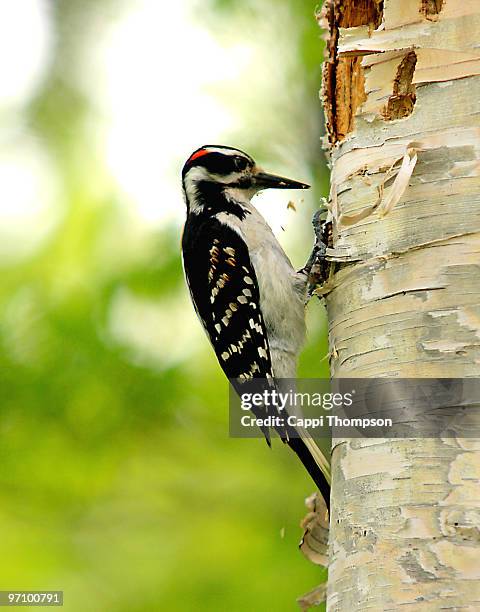 hairy woodpecker - cappi thompson 個照片及圖片檔