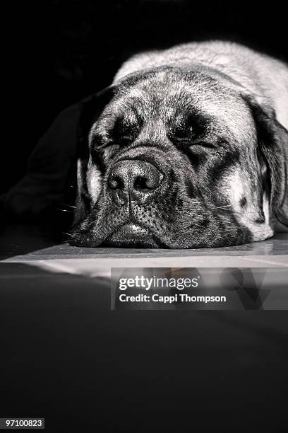 english mastiff - cappi thompson 個照片及圖片檔