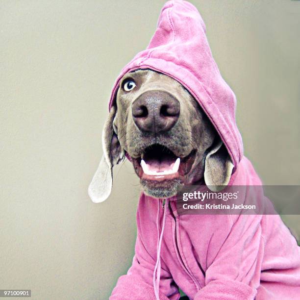 weimaraner with pink hoodie - weimaraner stock-fotos und bilder