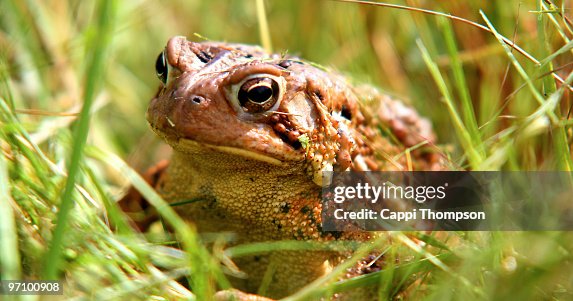 Toad in grass Toad in grass