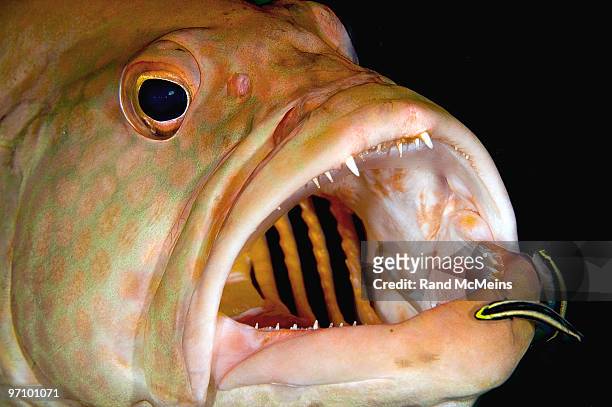 tiger grouper and cleaners, close up - pesce dottore foto e immagini stock