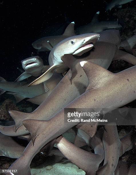 white tip sharks on night feed - oceanic white tip shark stock pictures, royalty-free photos & images