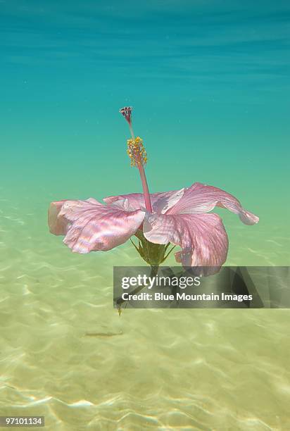 underwater garden - hanover new hampshire stock pictures, royalty-free photos & images