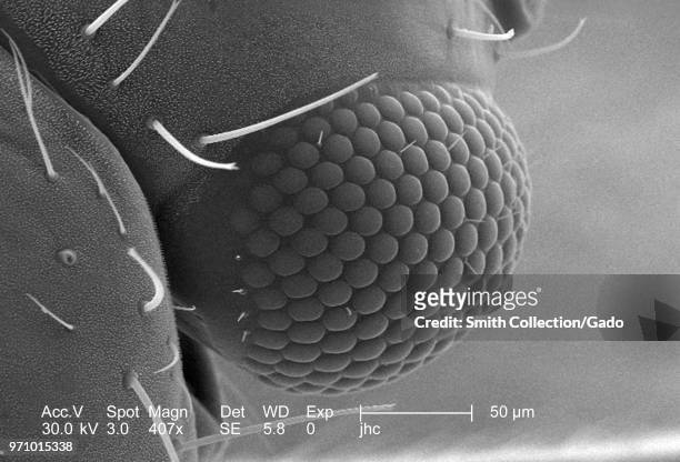 Compound eye on the head of an unidentified green-colored insect found in Decatur, Georgia, revealed in the 407x magnified scanning electron...