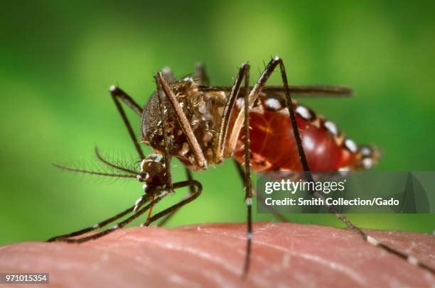 Female Aedes aegypti mosquito feeding on a human hand, engorged with blood, 2006. Image courtesy Centers for Disease Control / James Gathany.