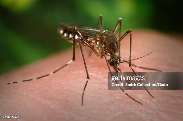 Female Aedes aegypti mosquito in the process of seeking out a penetrable site on the skin surface of the human host, 2006. Image courtesy Centers for...