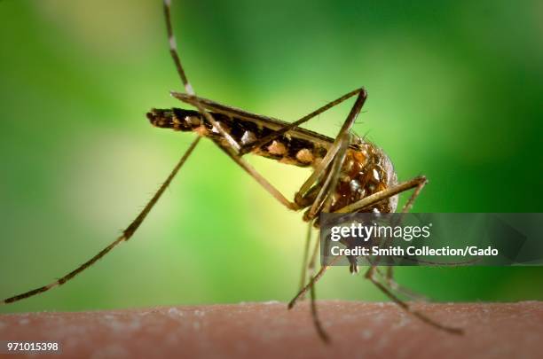 Female Aedes aegypti mosquito in the process of acquiring a blood meal from its human host, 2006. Image courtesy Centers for Disease Control / James...