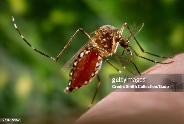 Female Aedes aegypti mosquito feeding on a human hand, engorged with blood, 2006. Image courtesy Centers for Disease Control / James Gathany.