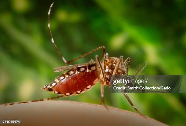 Female Aedes aegypti mosquito, engorged with blood, flying from its human host, 2006. Image courtesy Centers for Disease Control / James Gathany.