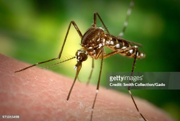 Female Aedes aegypti mosquito in the process inserting her fascicle through the skin surface of the human host, 2006. Image courtesy Centers for...