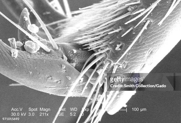 Morphologic details at the distal end of a leg of a carpenter bee found in Decatur, Georgia, depicted in the 211x magnified scanning electron...