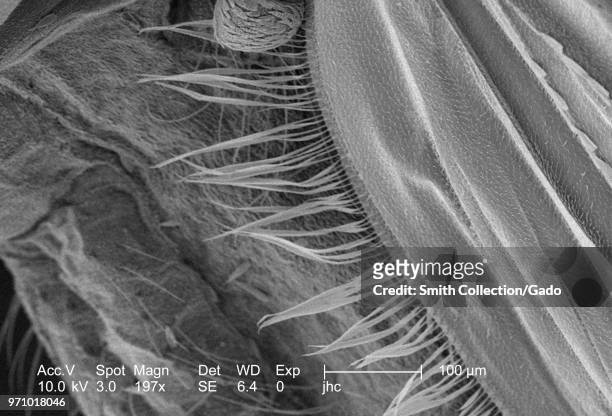 Morphologic features of an Anopheles gambiae mosquito's wing, revealed in the 197x magnified scanning electron microscopic image, 2006. Image...
