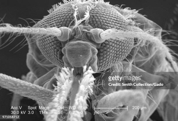 Morphologic features on the exoskeletal surface of an Anopheles gambiae mosquito's anterior head region, revealed in the 114x magnified scanning...