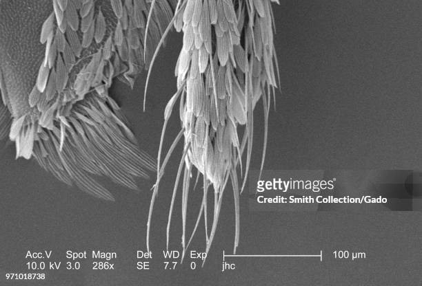 Morphologic features on the exoskeletal surface of an Anopheles dirus mosquito's distal tip, revealed in the 286x magnified scanning electron...