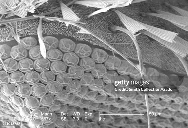 Morphologic features on the exoskeletal surface of an Anopheles dirus mosquito's head region, revealed in the 587x magnified scanning electron...