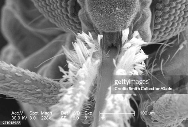 Morphologic features on the exoskeletal surface of an Anopheles gambiae mosquito's proboscis and two maxillary palps, revealed in the 228x magnified...