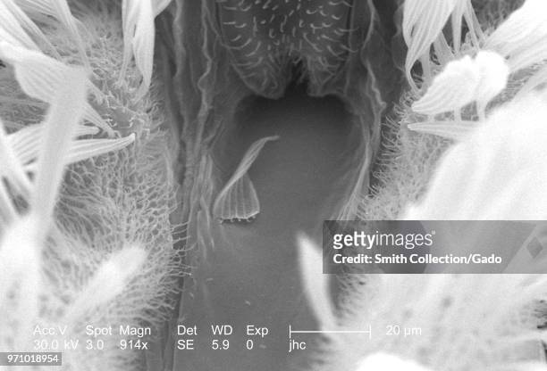 Morphologic features on the exoskeletal surface of an Anopheles gambiae mosquito's proboscis and two maxillary palps, revealed in the 914x magnified...