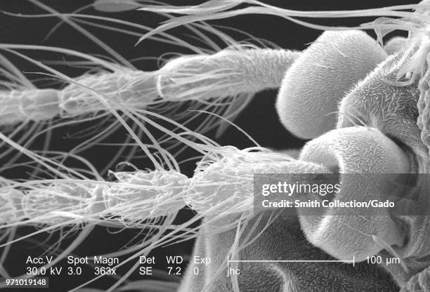 Morphologic features of an Anopheles dirus mosquito's antennae, revealed in the 363x magnified scanning electron microscopic image, 2006. Image...