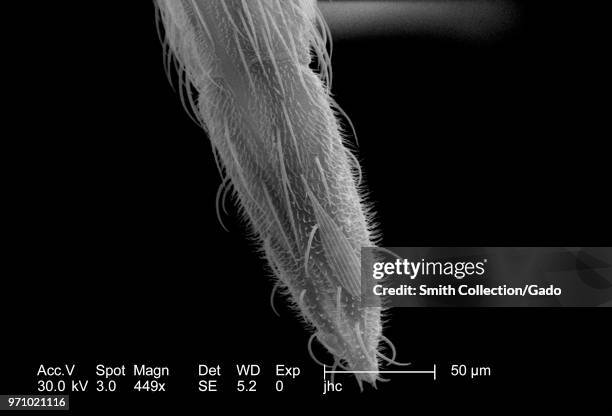 Morphologic features displayed on the distal tip of an Anopheles gambiae mosquito's "labellum", revealed in the 449x magnified scanning electron...