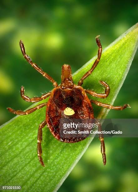 Dorsal view of a female lone star tick , 2006. Image courtesy Centers for Disease Control / Dr Amanda Loftis, Dr William Nicholson, Dr Will Reeves,...