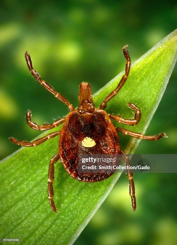 Lone Star Tick