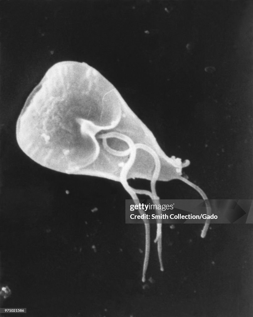 Giardia Lamblia