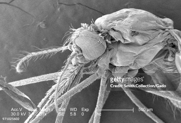 Ultrastructural morphologic features of the head and thoracic regions of an Anopheles gambiae mosquito, revealed in the 51x magnified scanning...