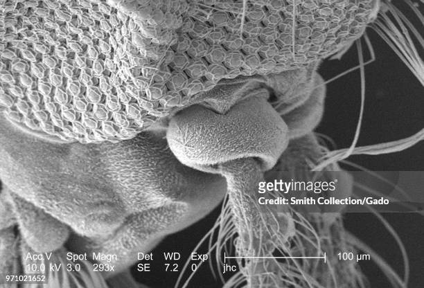 Morphologic features on the exoskeletal surface of an Anopheles dirus mosquito's antennal pedicel, revealed in the 293x magnified scanning electron...