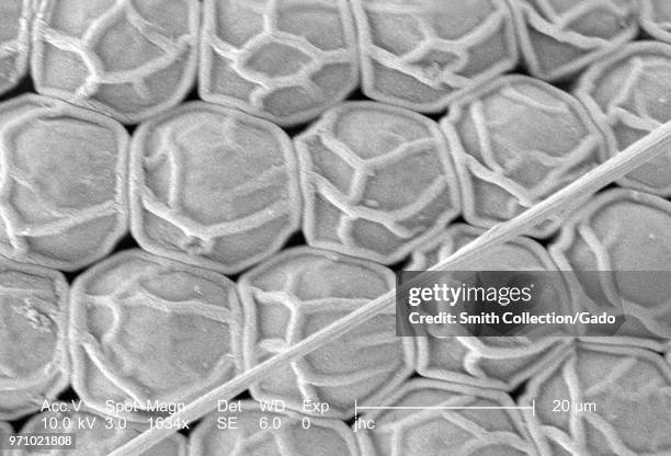 Ultrastructural morphologic surface features of the compound eye of an Anopheles gambiae mosquito, revealed in the 1634x magnified scanning electron...