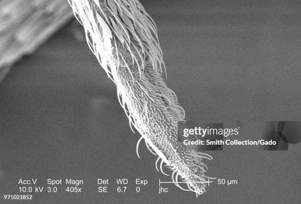 Ornately festooned tip of an Anopheles gambiae mosquito's proboscis, revealed in the 405x magnified scanning electron microscopic image, 2006. Image...