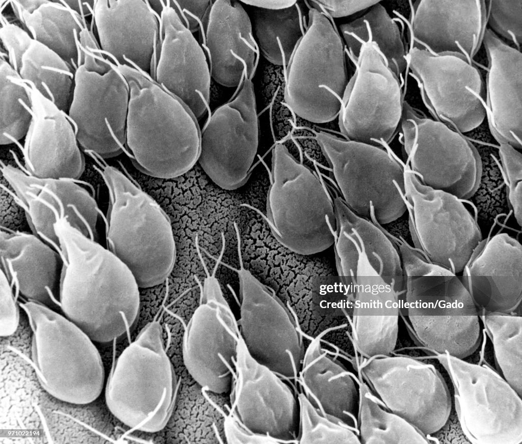 Giardia
