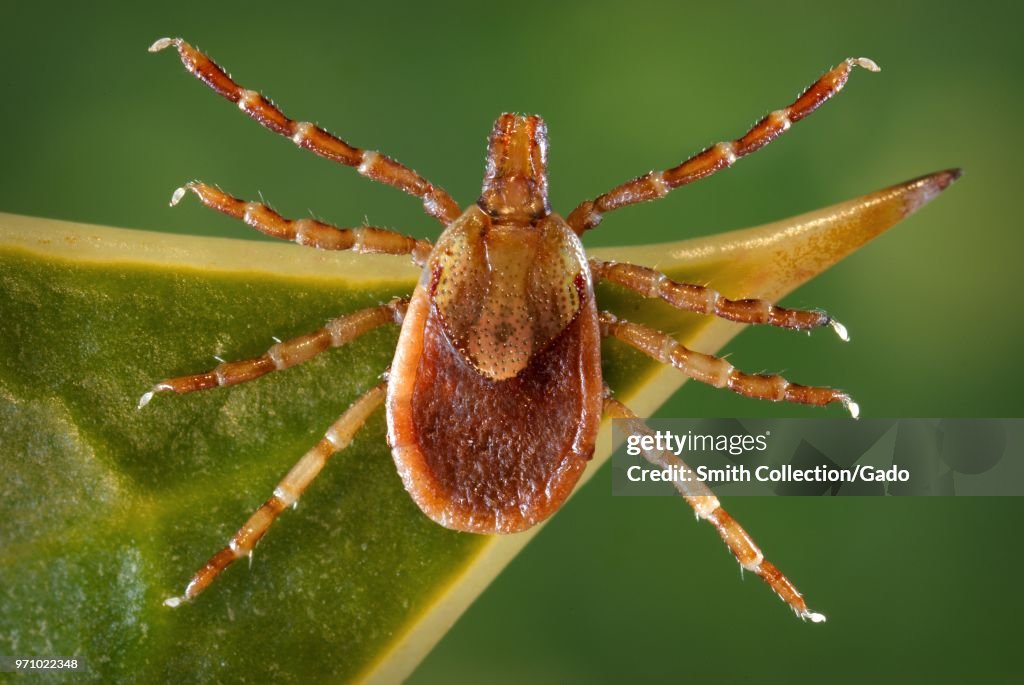 Yellow Dog Tick