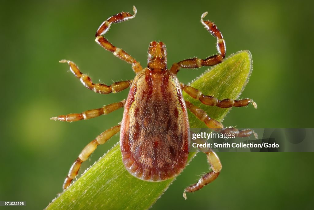 Yellow Dog Tick