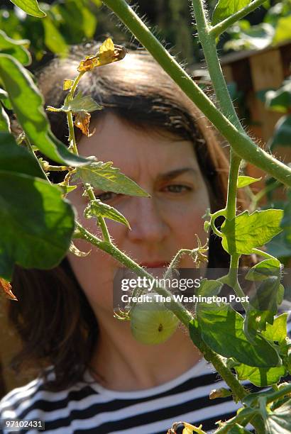 Aug. 24, 2006 Slug: ho-tomato31 assignment Photographer: Gerald Martineau residence Arlington 2324 N.Powaan lady's shriveled tomato plants for...